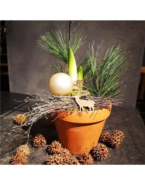 Pflanzschale 'Frühlingsblüher' im Tontopf