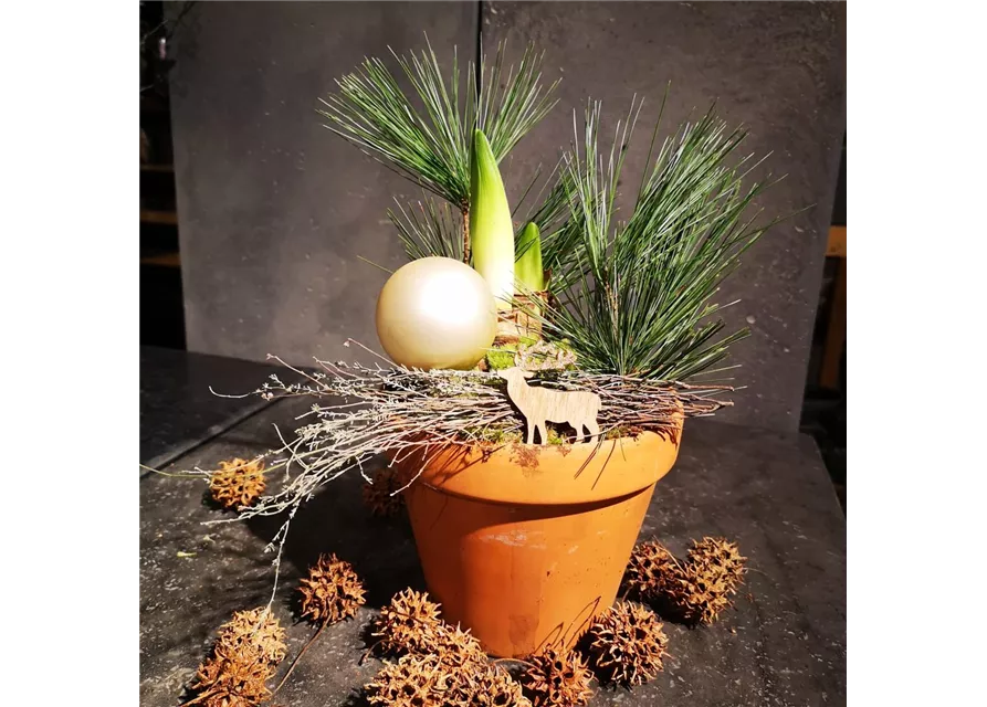 Pflanzschale 'Frühlingsblüher' im Tontopf