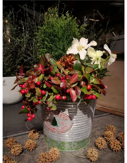 Pflanzschale 'Fary Fresh Christmas Trees'