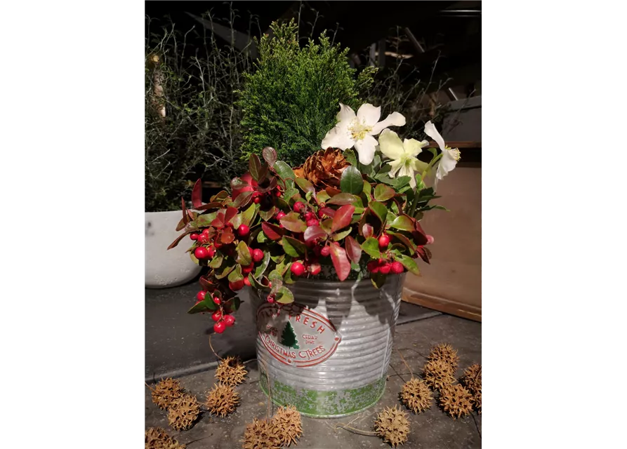 Pflanzschale 'Fary Fresh Christmas Trees'