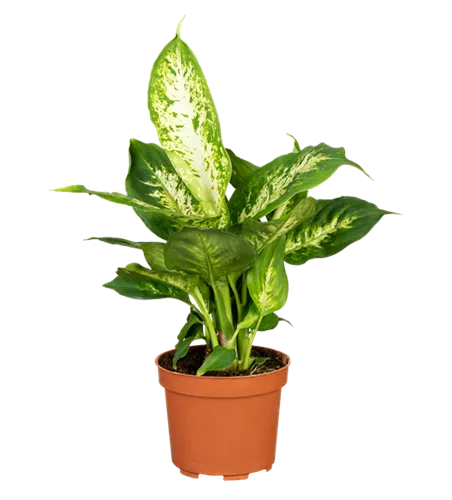 Dieffenbachie 'Compacta'