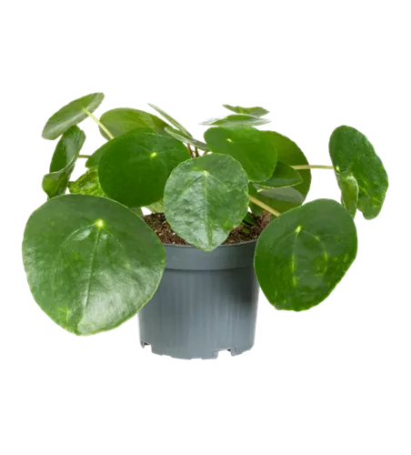 Chinesischer Geldbaum
