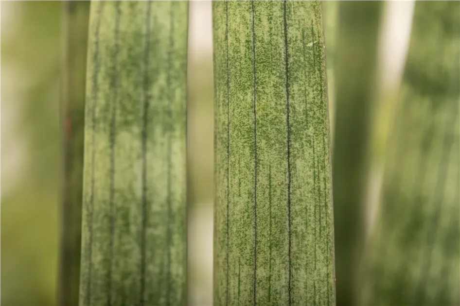 Bogenhanf 'Spaghetti', Sansevieria cylindrica 'Spaghetti' - Oldenburger  Wohngarten - Dein Wohlfhlgartenmarkt