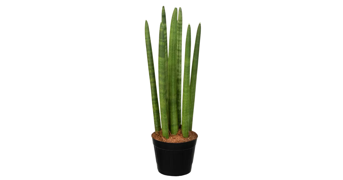 Bogenhanf 'Spaghetti', Sansevieria cylindrica 'Spaghetti' - Oldenburger  Wohngarten - Dein Wohlfhlgartenmarkt