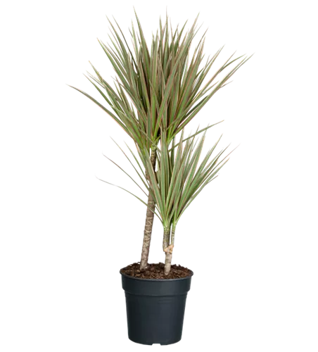 Drachenbaum 'bicolor'