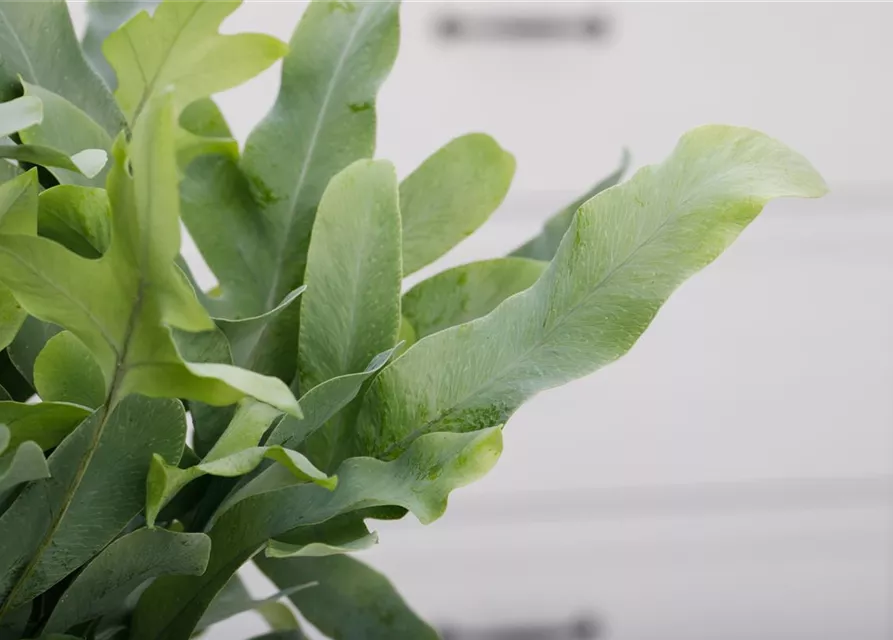 Blaufarn 'Blue Star'