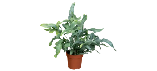 Blaufarn 'Blue Star'