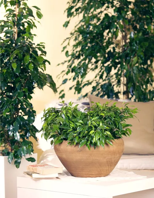 Birkenfeige 'Green Kinky'