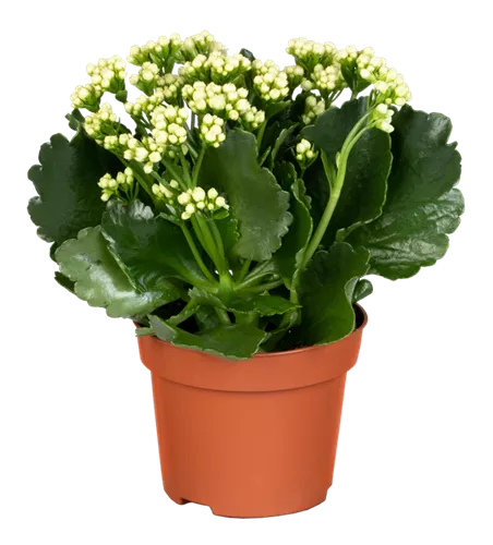 Flammendes Käthchen 