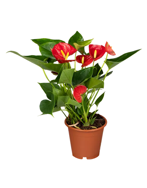 Flamingoblume rot