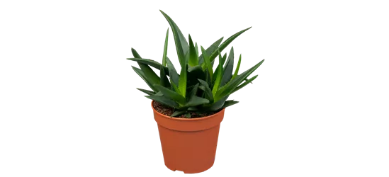 Haworthia 