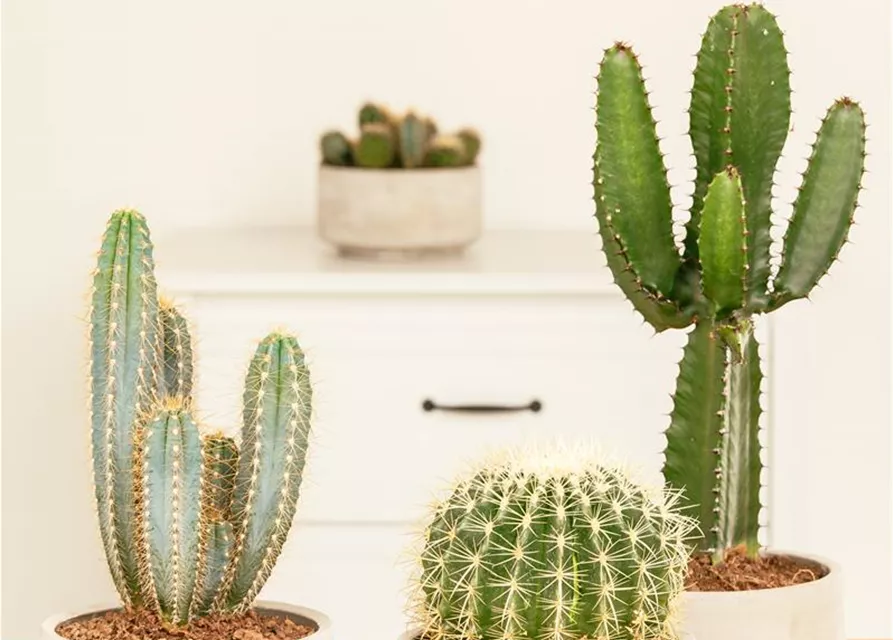 Kaktus 'Schwiegermuttersessel'