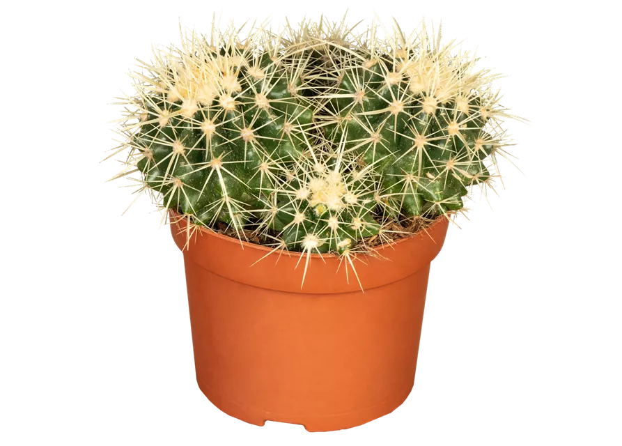 Kaktus 'Schwiegermuttersessel'