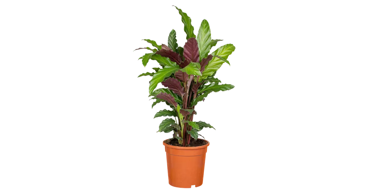 Korbmarante, Calathea rufibarba - Oldenburger Wohngarten - Dein  Wohlfhlgartenmarkt