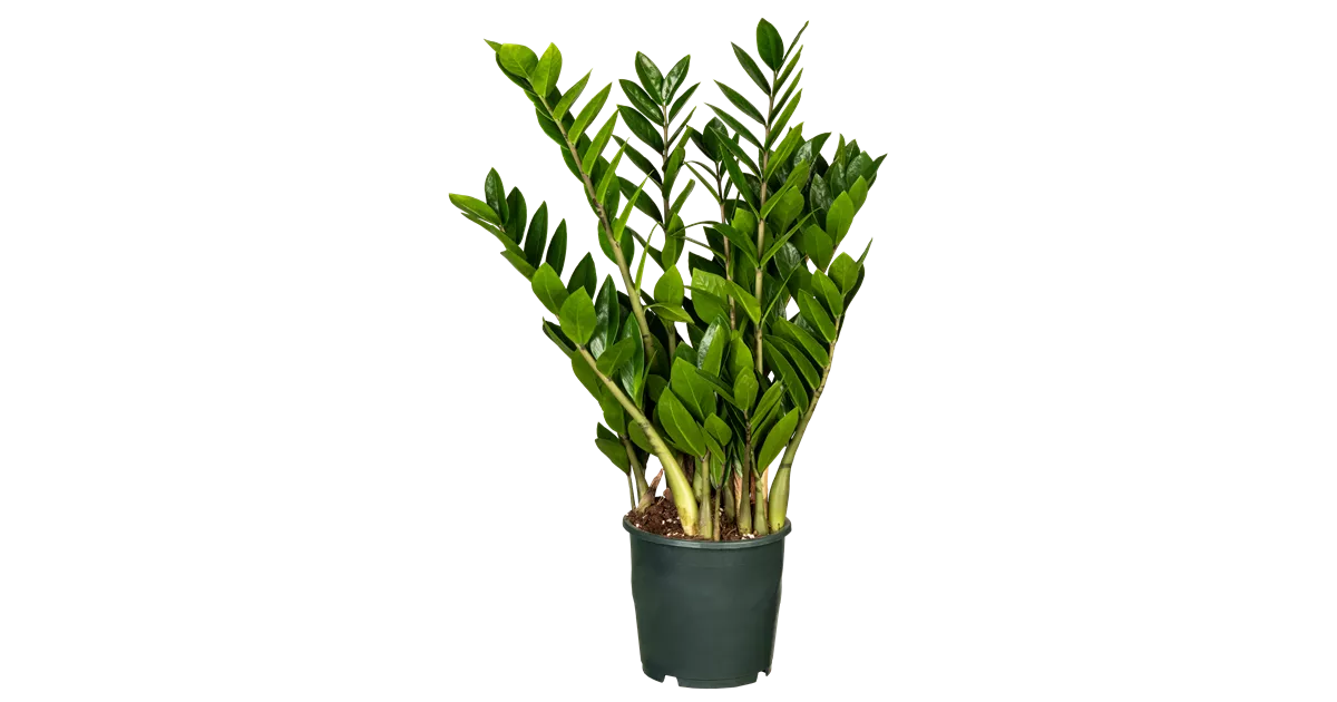 Glcksfeder, Zamioculcas - Oldenburger Wohngarten - Dein Wohlfhlgartenmarkt