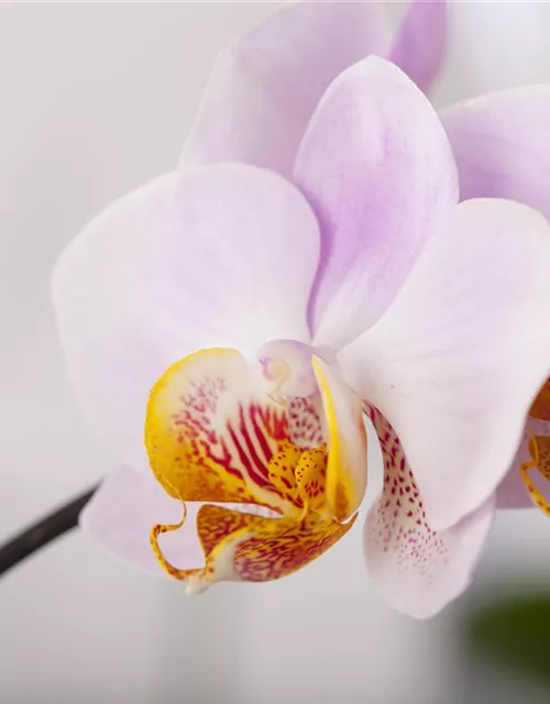 Orchidee lila