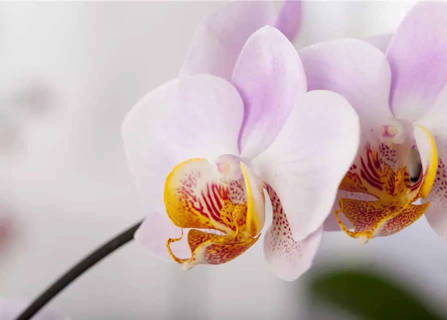 Orchidee lila