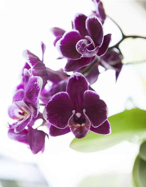 Orchidee lila
