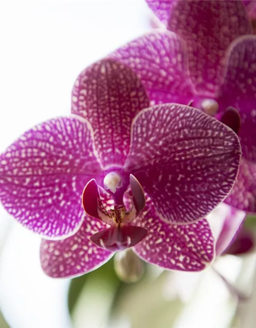 Orchidee lila