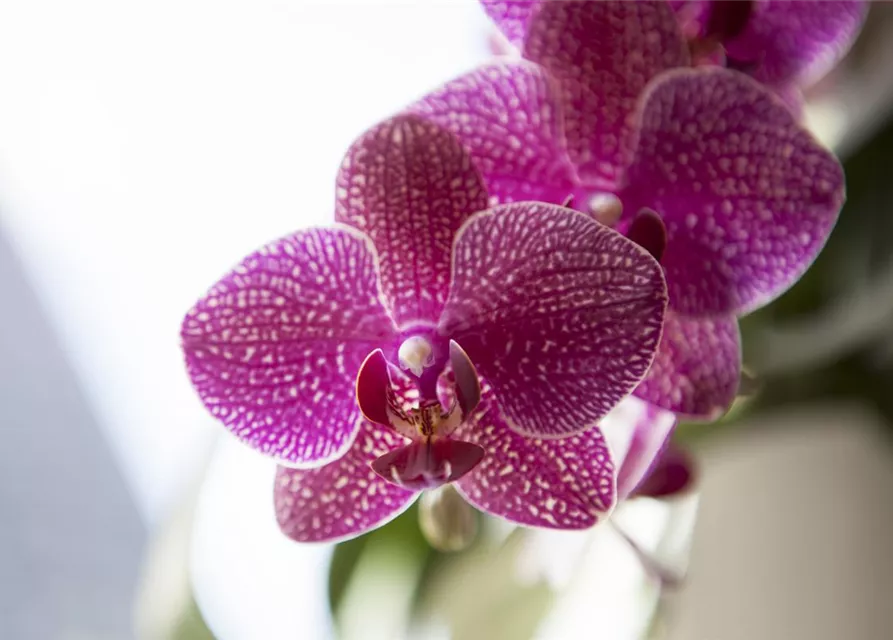 Orchidee lila