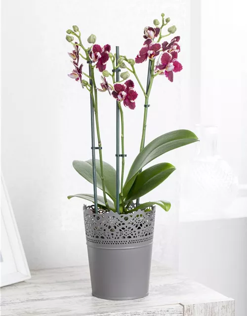 Orchidee lila
