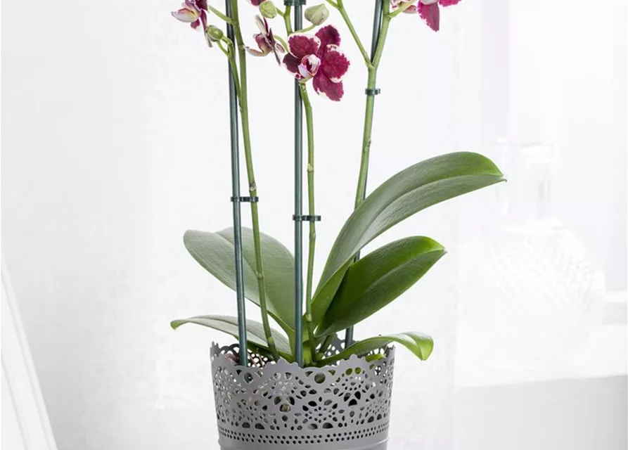 Orchidee lila