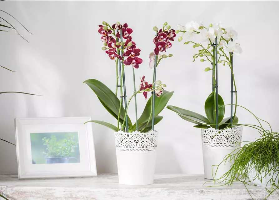 Orchidee lila