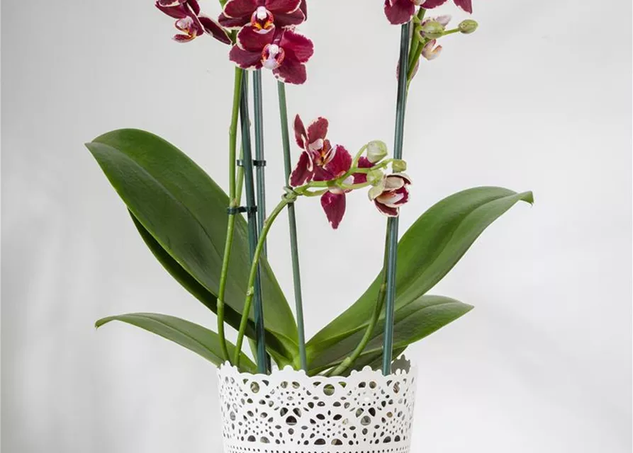 Orchidee lila
