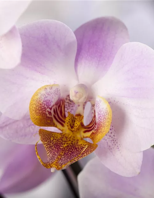 Orchidee lila
