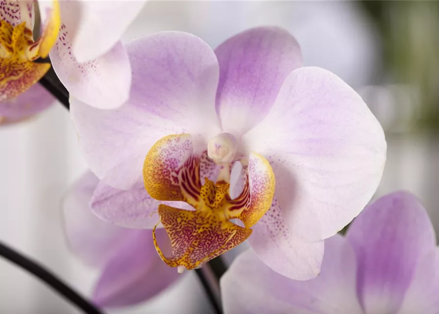 Orchidee lila