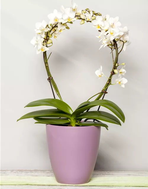 Orchidee Bogen weiß