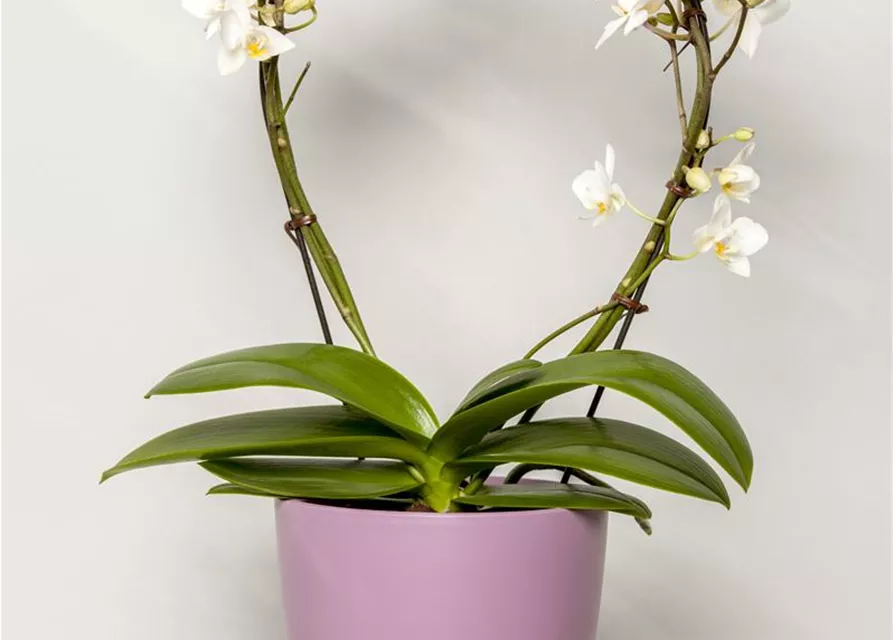 Orchidee Bogen weiß