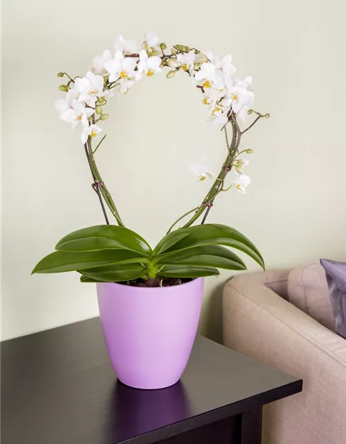 Orchidee Bogen weiß
