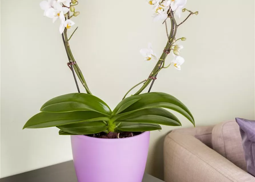 Orchidee Bogen weiß