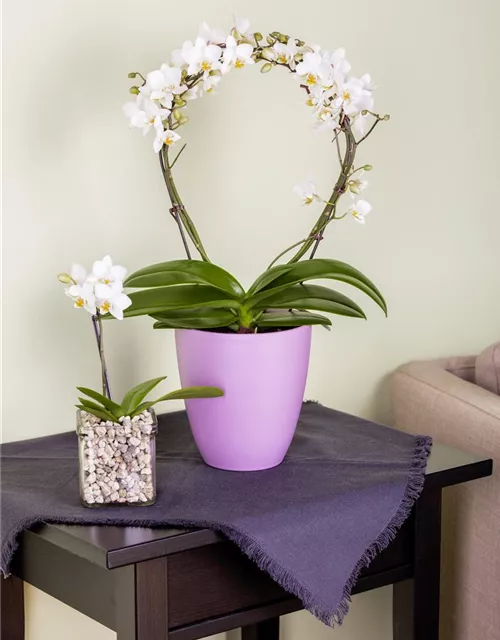 Orchidee Bogen weiß