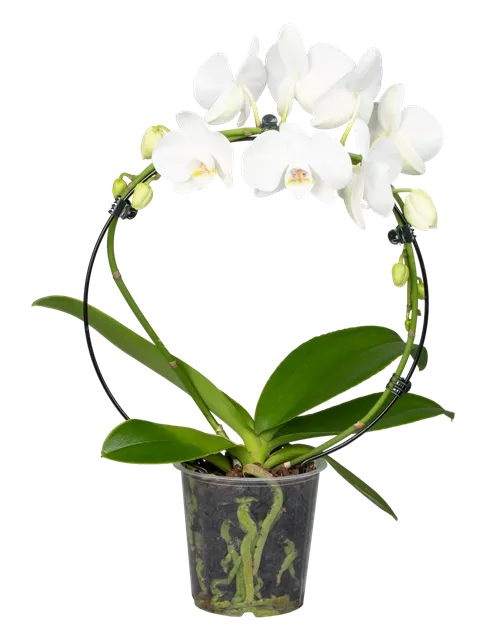 Orchidee Bogen weiß