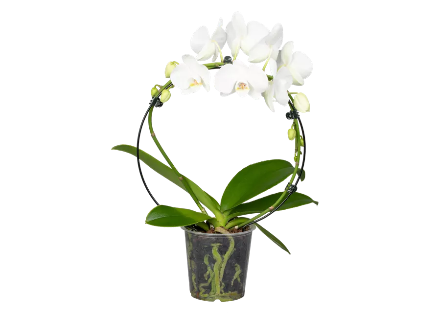 Orchidee Bogen weiß