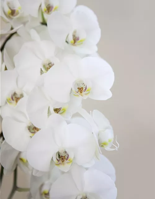 Orchidee weiß
