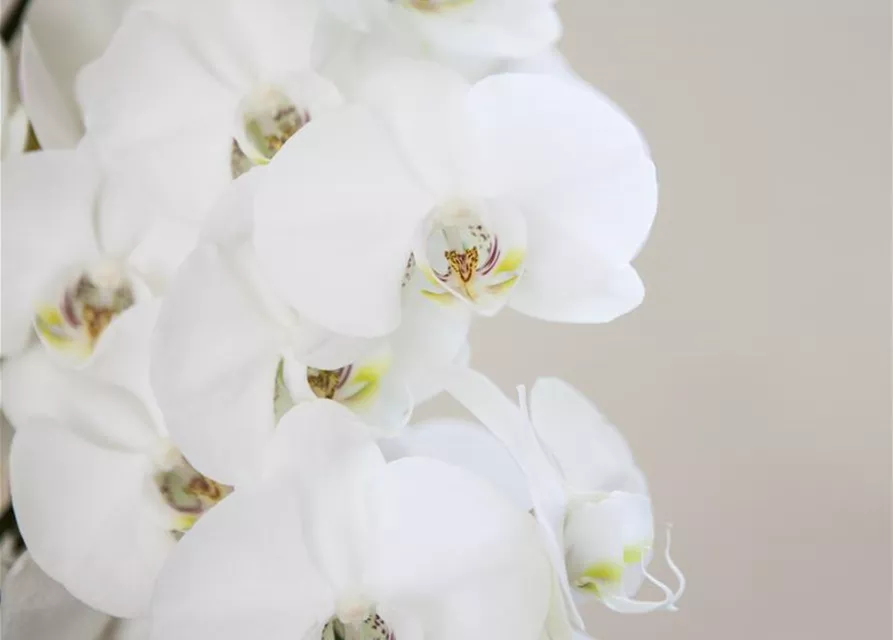 Orchidee weiß