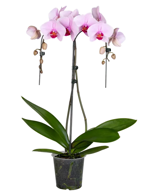 Orchidee Double Umbrella lila