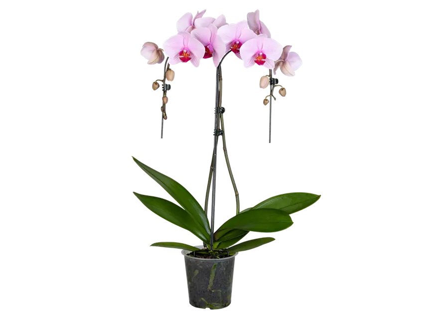 Orchidee Double Umbrella lila