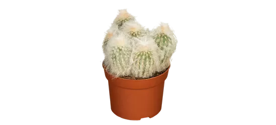 Säulenkaktus behaart