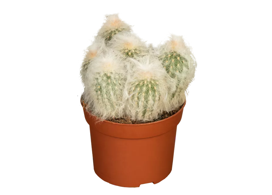 Säulenkaktus behaart