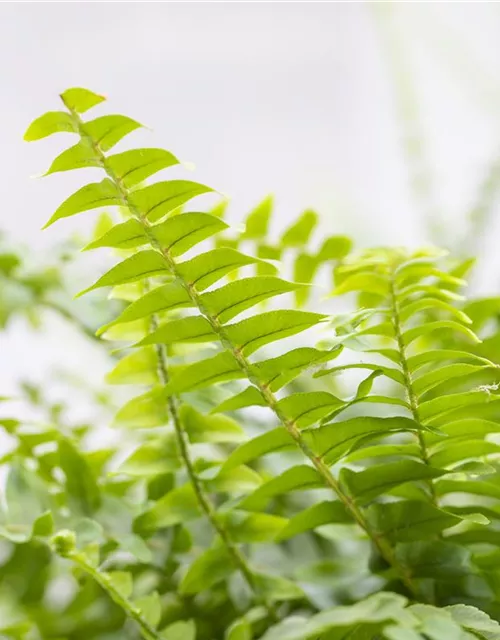 Schwertfarn 'Green Lady'