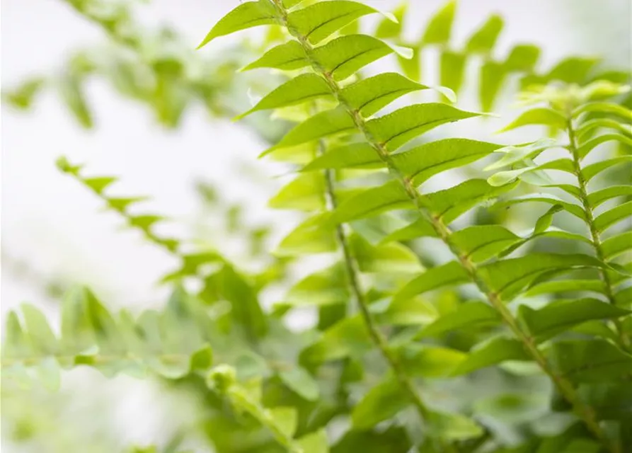 Schwertfarn 'Green Lady'