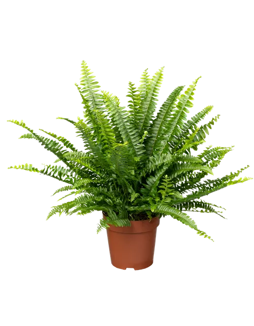 Schwertfarn 'Green Lady'