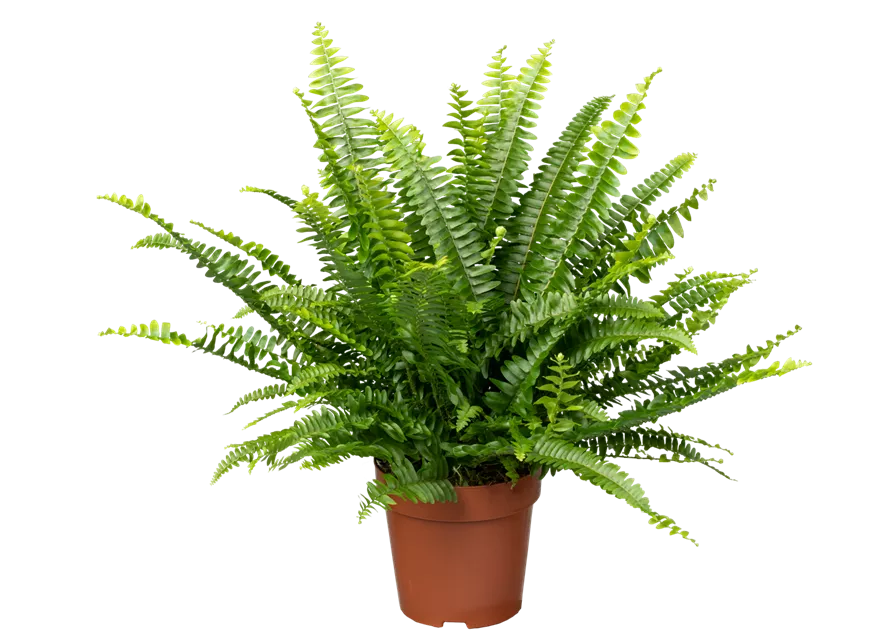 Schwertfarn 'Green Lady'