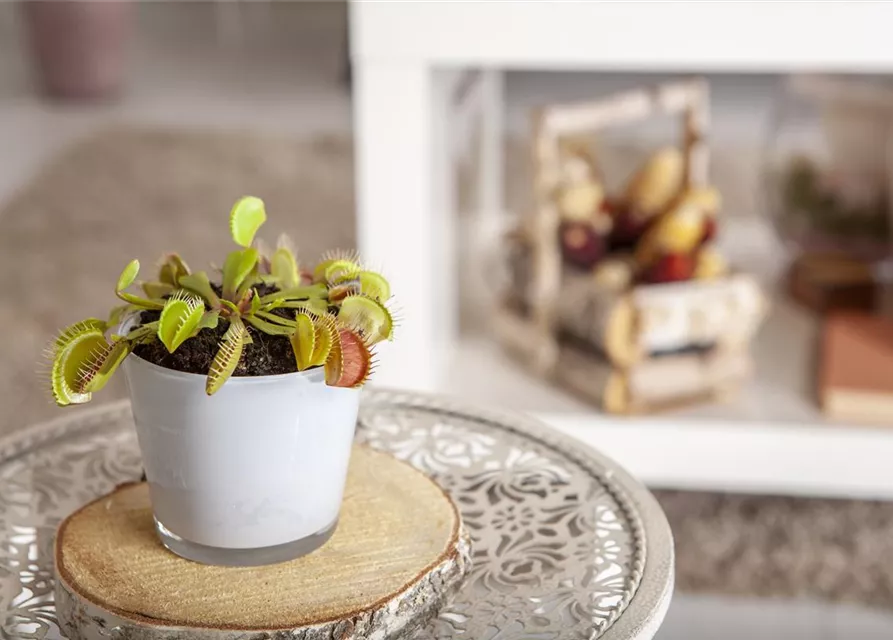 Venusfliegenfalle 'Jumbo'