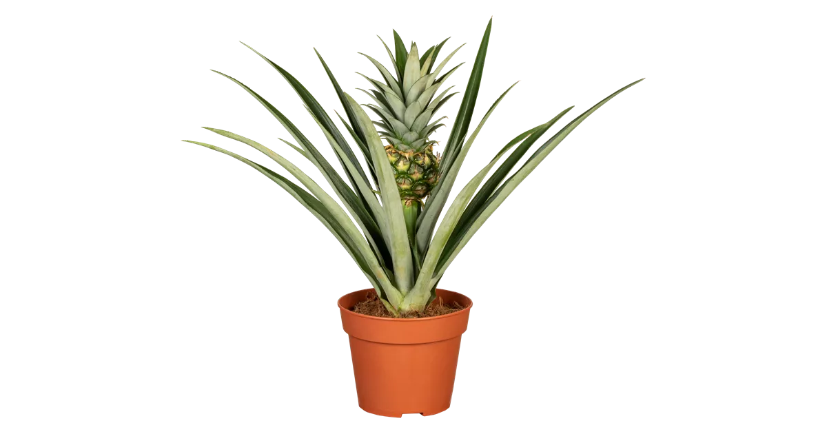 Zierananas, Ananas comosus - Oldenburger Wohngarten - Dein  Wohlfhlgartenmarkt