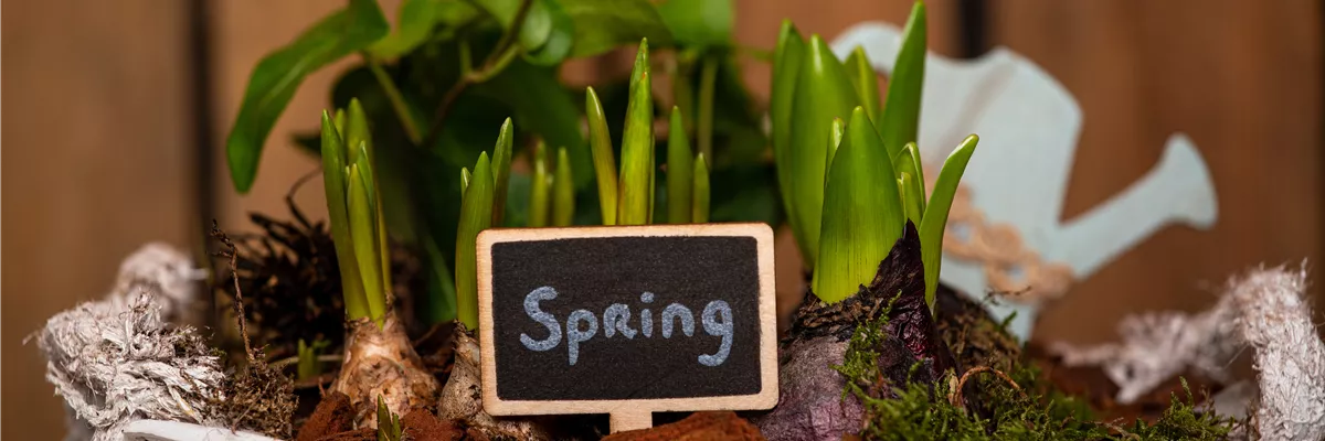 Zwiebelblüher im Korb